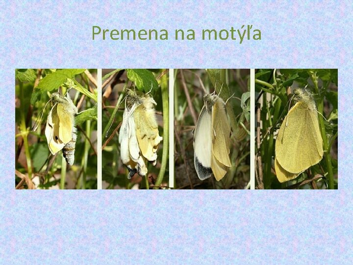 Premena na motýľa 