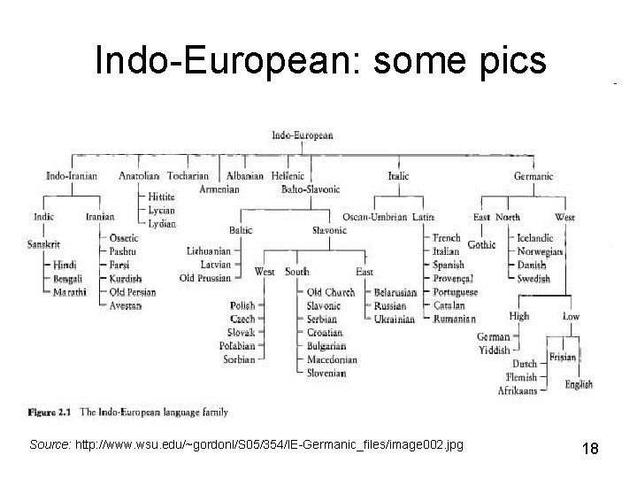 Indo-European: some pics Source: http: //www. wsu. edu/~gordonl/S 05/354/IE-Germanic_files/image 002. jpg 18 