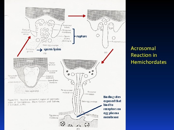 rupture Acrosomal Reaction in Hemichordates sperm lysins Binding sites exposed that bind to receptors
