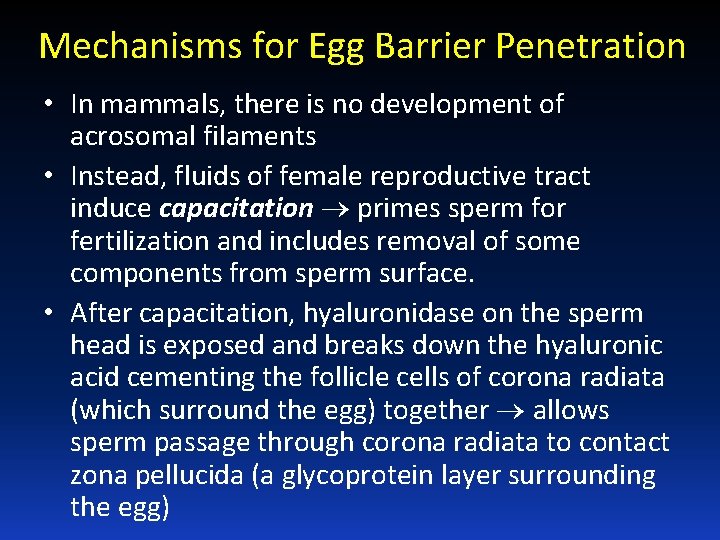 Mechanisms for Egg Barrier Penetration • In mammals, there is no development of acrosomal