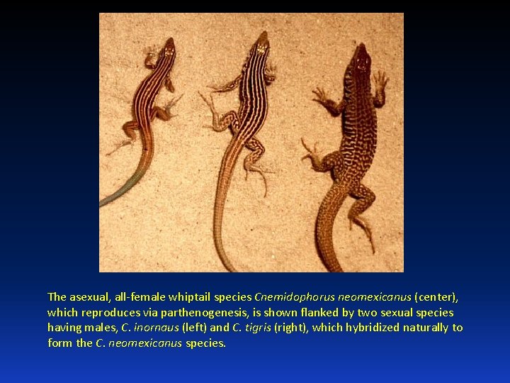 The asexual, all-female whiptail species Cnemidophorus neomexicanus (center), which reproduces via parthenogenesis, is shown