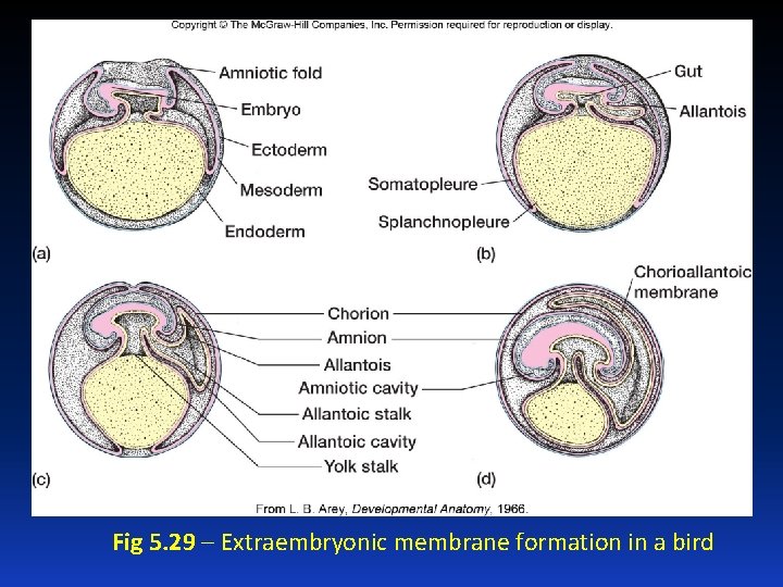 Fig 5. 29 – Extraembryonic membrane formation in a bird 