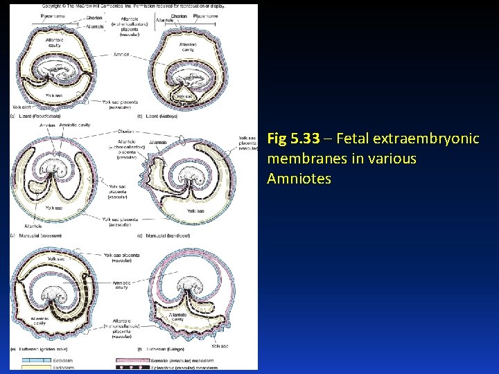 Fig 5. 33 – Fetal extraembryonic membranes in various Amniotes 