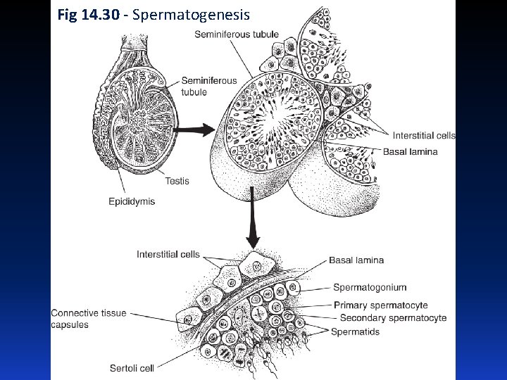 Fig 14. 30 - Spermatogenesis 