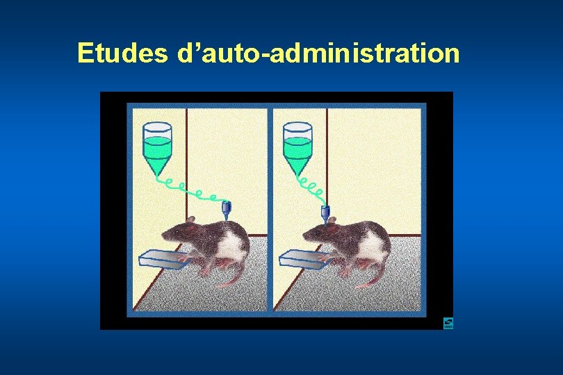 Etudes d’auto-administration 