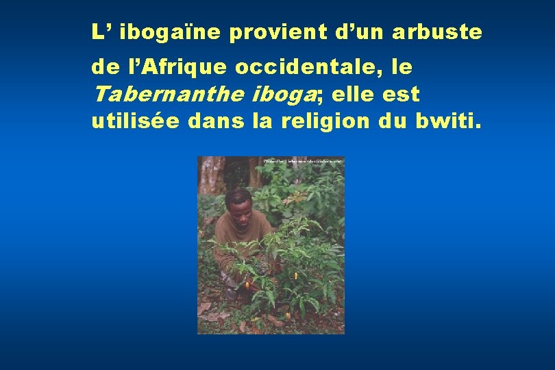 L’ ibogaïne provient d’un arbuste de l’Afrique occidentale, le Tabernanthe iboga; elle est utilisée