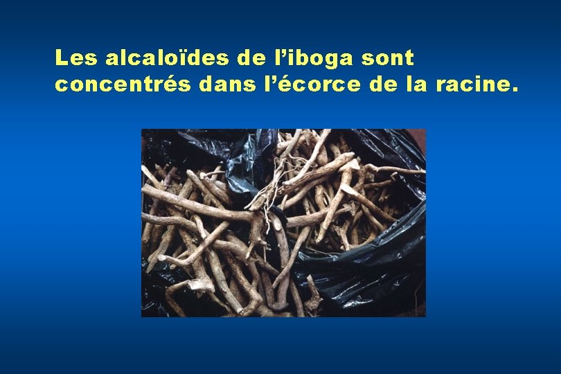 Les alcaloïdes de l’iboga sont concentrés dans l’écorce de la racine. 