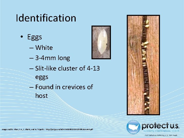 Identification • Eggs – White – 3‐ 4 mm long – Slit‐like cluster of