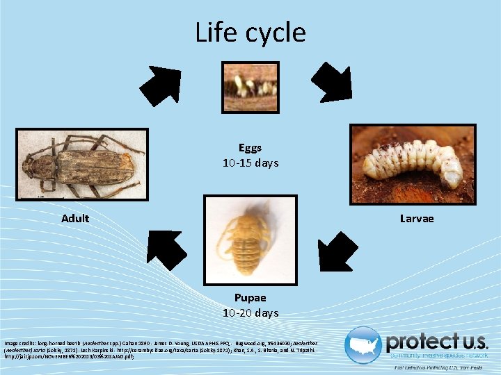 Life cycle Eggs 10‐ 15 days Adult Larvae Pupae 10‐ 20 days Image credits: