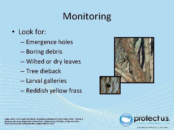Monitoring • Look for: – Emergence holes – Boring debris – Wilted or dry