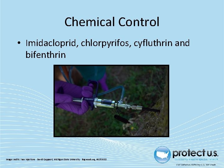 Chemical Control • Imidacloprid, chlorpyrifos, cyfluthrin and bifenthrin Image credits: tree injections ‐ David