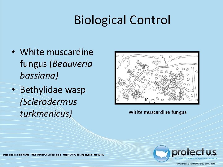 Biological Control • White muscardine fungus (Beauveria bassiana) • Bethylidae wasp (Sclerodermus turkmenicus) Image