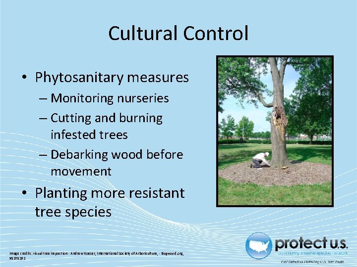 Cultural Control • Phytosanitary measures – Monitoring nurseries – Cutting and burning infested trees