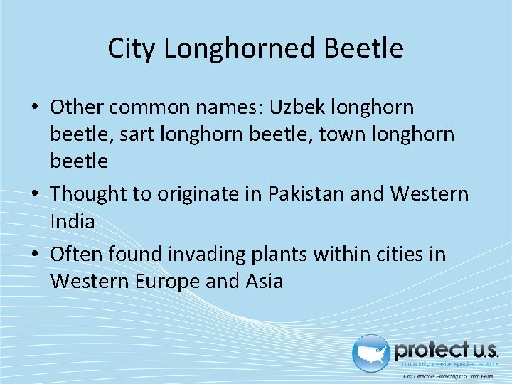 City Longhorned Beetle • Other common names: Uzbek longhorn beetle, sart longhorn beetle, town