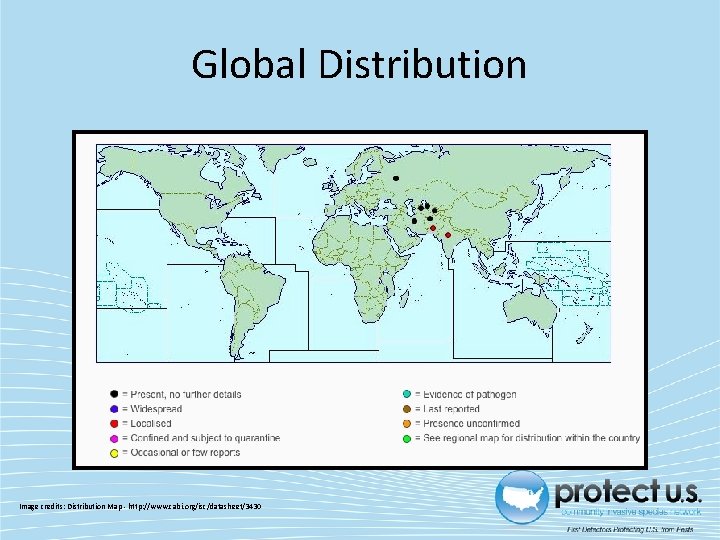 Global Distribution Image credits: Distribution Map ‐ http: //www. cabi. org/isc/datasheet/3430 