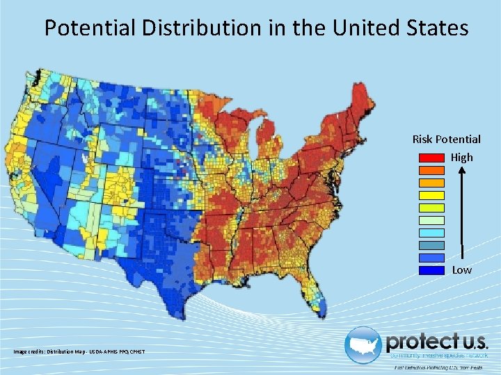 Potential Distribution in the United States Risk Potential High Low Image credits: Distribution Map