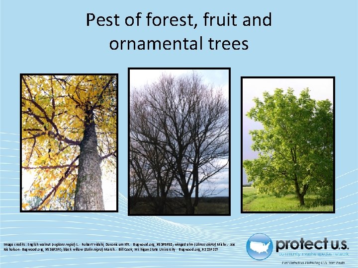 Pest of forest, fruit and ornamental trees Image credits: English walnut (Juglans regia) L.