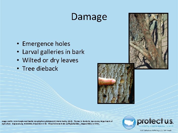 Damage • • Emergence holes Larval galleries in bark Wilted or dry leaves Tree