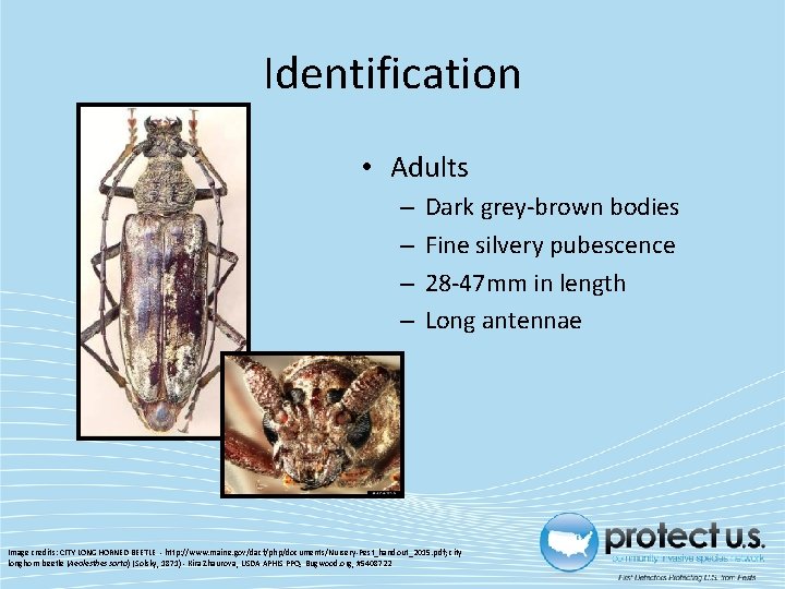 Identification • Adults – – Dark grey‐brown bodies Fine silvery pubescence 28‐ 47 mm