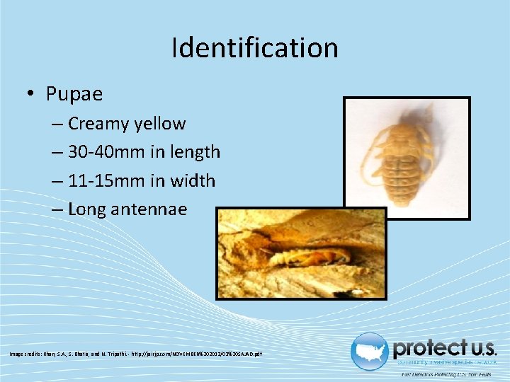 Identification • Pupae – Creamy yellow – 30‐ 40 mm in length – 11‐