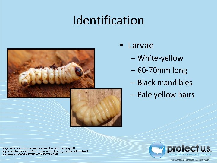 Identification • Larvae – White‐yellow – 60‐ 70 mm long – Black mandibles –