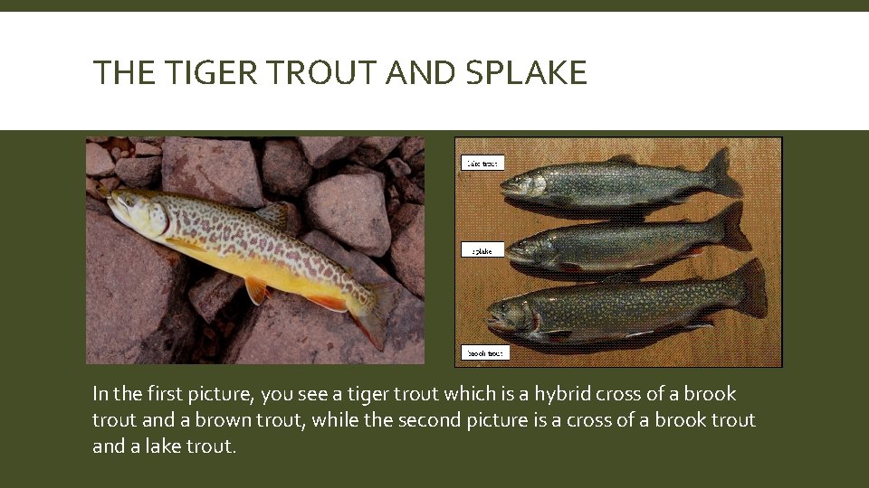 THE TIGER TROUT AND SPLAKE In the first picture, you see a tiger trout