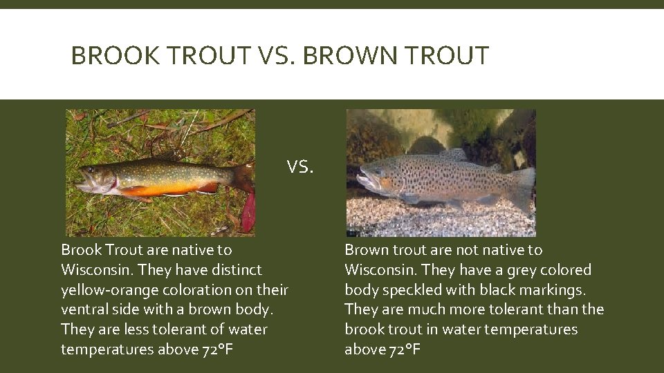 BROOK TROUT VS. BROWN TROUT VS. Brook Trout are native to Wisconsin. They have