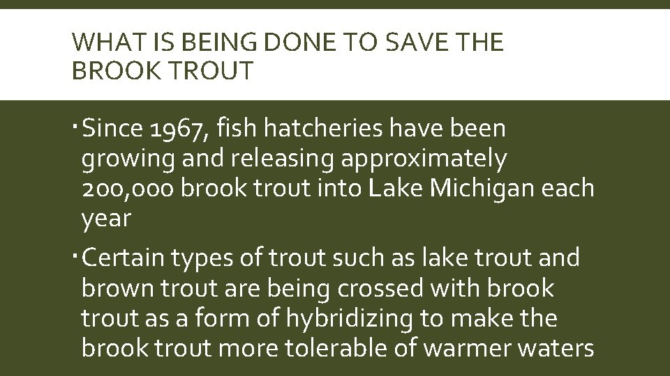 WHAT IS BEING DONE TO SAVE THE BROOK TROUT Since 1967, fish hatcheries have