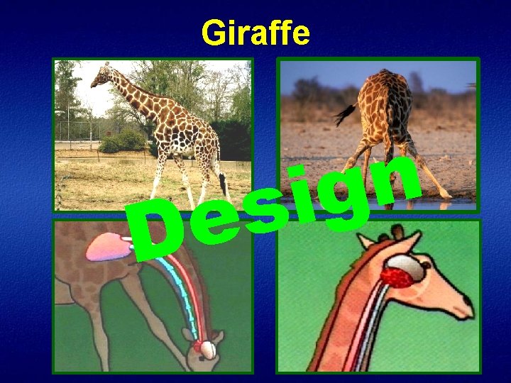 Giraffe e D n g i s 