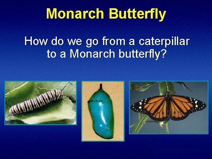 Monarch Butterfly How do we go from a caterpillar to a Monarch butterfly? 