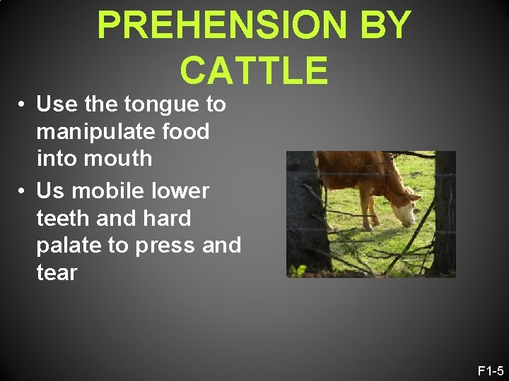 PREHENSION BY CATTLE • Use the tongue to manipulate food into mouth • Us