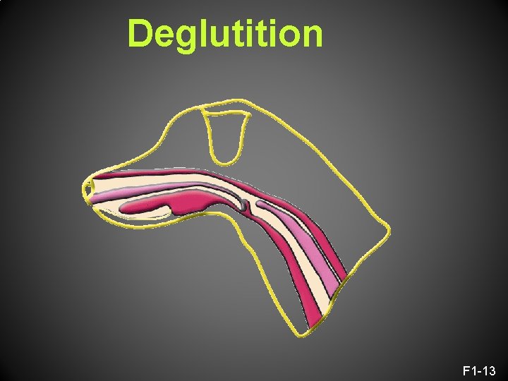 Deglutition F 1 -13 