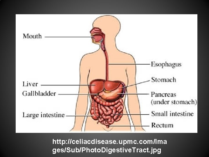 http: //celiacdisease. upmc. com/Ima ges/Sub/Photo. Digestive. Tract. jpg 