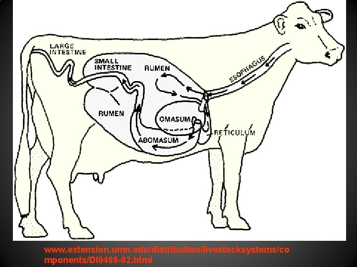 www. extension. umn. edu/distribution/livestocksystems/co mponents/DI 0469 -02. html 