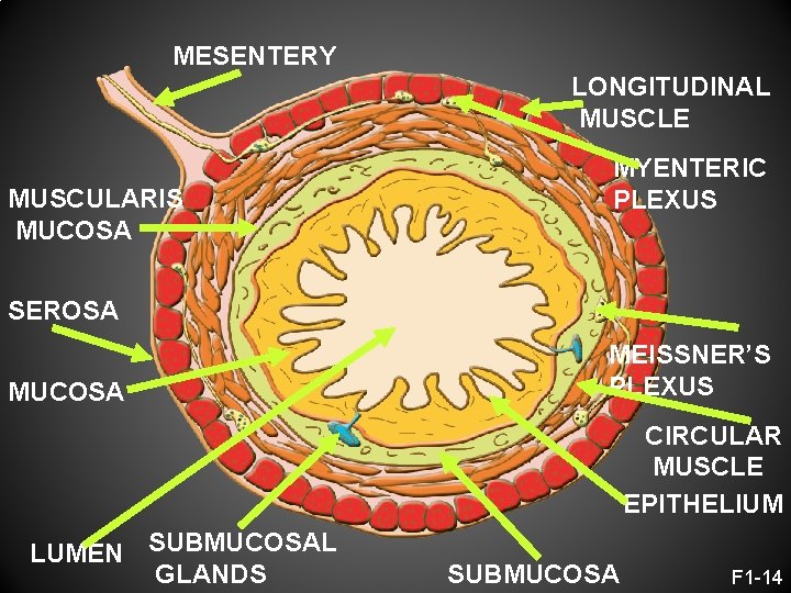 MESENTERY LONGITUDINAL MUSCLE MUSCULARIS MUCOSA MYENTERIC PLEXUS SEROSA MUCOSA MEISSNER’S PLEXUS CIRCULAR MUSCLE EPITHELIUM