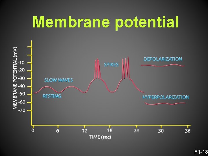 Membrane potential F 1 -18 