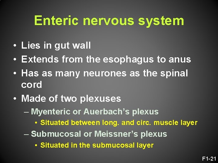 Enteric nervous system • Lies in gut wall • Extends from the esophagus to