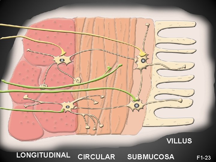 VILLUS LONGITUDINAL CIRCULAR SUBMUCOSA F 1 -23 