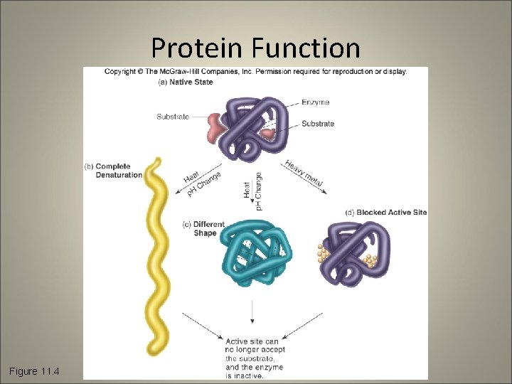 Protein Function Figure 11. 4 