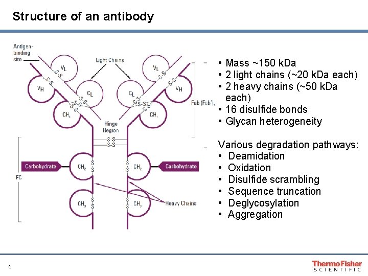 Structure of an antibody • Mass ~150 k. Da • 2 light chains (~20