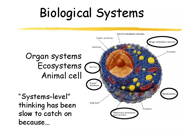 Biological Systems Organ systems Ecosystems Animal cell “Systems-level” thinking has been slow to catch