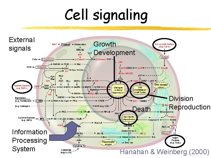 Cell signaling External signals Growth Development Death Information Processing System Division Reproduction Hanahan &