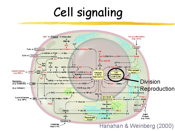 Cell signaling Division Reproduction Hanahan & Weinberg (2000) 