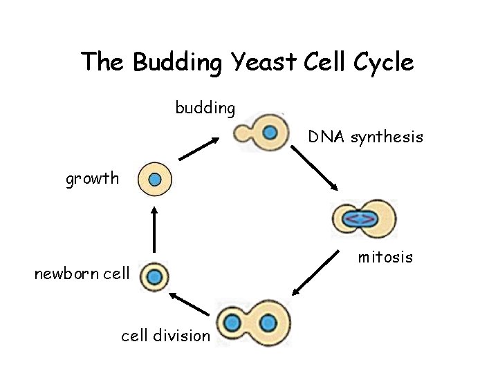 The Budding Yeast Cell Cycle budding DNA synthesis growth newborn cell division mitosis 