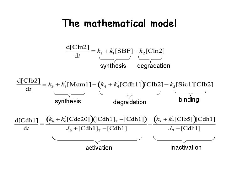 The mathematical model synthesis degradation activation binding inactivation 