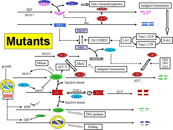Esp 1 Pds 1 Esp 1 Sister chromatid separation unaligned chromosomes Cdh 1 SBF