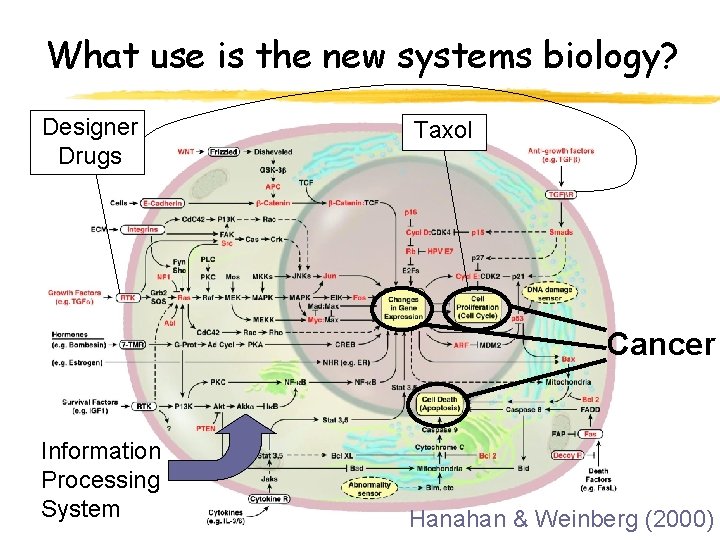 What use is the new systems biology? Designer Drugs Taxol Cancer Information Processing System