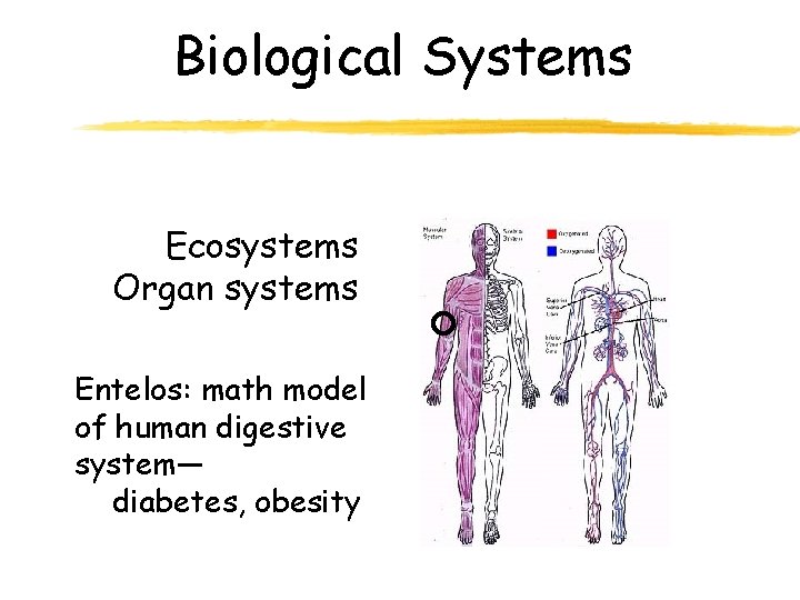 Biological Systems Ecosystems Organ systems Entelos: math model of human digestive system— diabetes, obesity