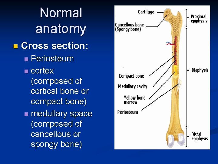 Normal anatomy n Cross section: Periosteum n cortex (composed of cortical bone or compact