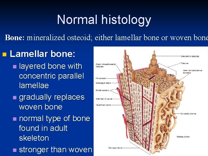 Normal histology Bone: mineralized osteoid; either lamellar bone or woven bone n Lamellar bone: